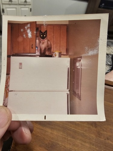 Vintage photo snapshot cat - photo,