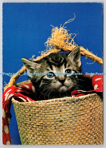 D312710 cat photo - d312710, a