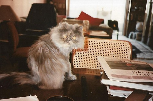 Vintage found cat photograph - cat,