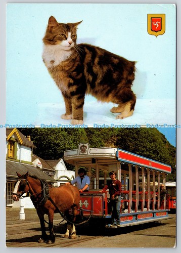 D312738 manx cat royal horse - manx,